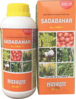 Sadabahar (Maharashtra Grade – I )